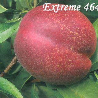 EXTREME 464