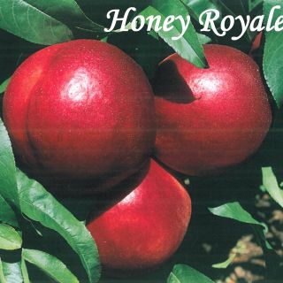 HONEY ROYALE