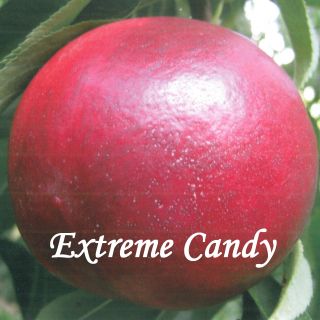 EXTREME CANDY