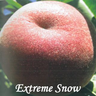 EXTREME SNOW