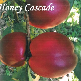 HONEY CASCADE