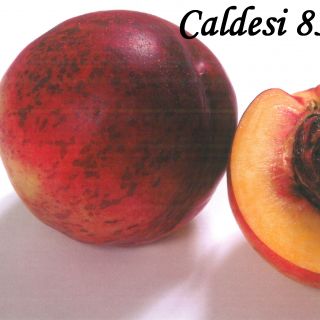 CALDESI 85