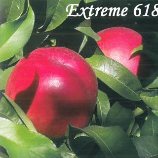 EXTREME 618