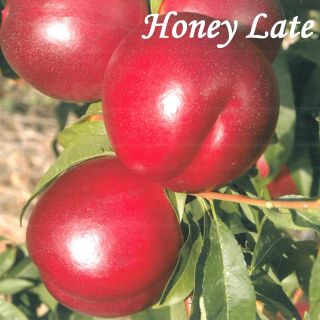 HONEY LATE