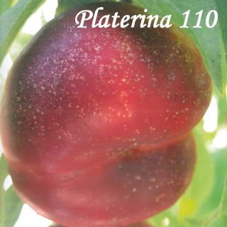 PLATERINA 110
