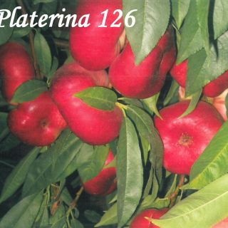 PLATERINA 126