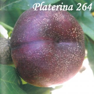 PLATERINA 264