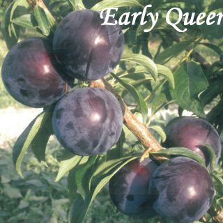 EARLY QUEEN