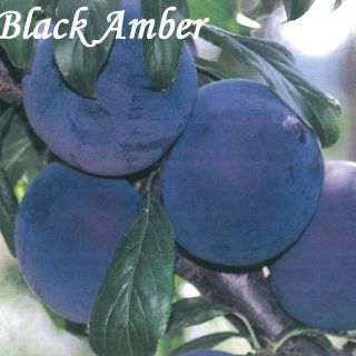 BLACK AMBER