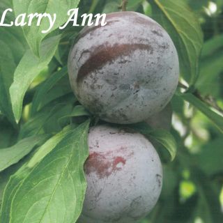 LARRY ANN