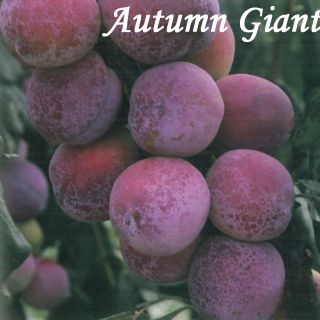 AUTUMN GIANT