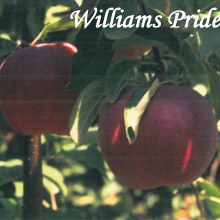 WILLIAMS PRIDE