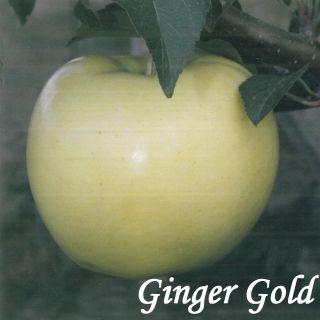 GINDER GOLD