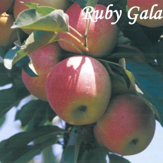 RUBY GALA