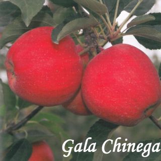 GALA CHINEGA