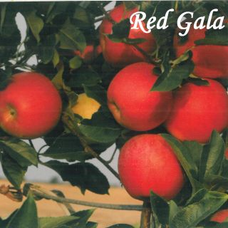 RED GALA