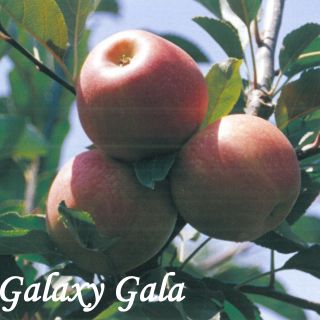 GALAXY GALA