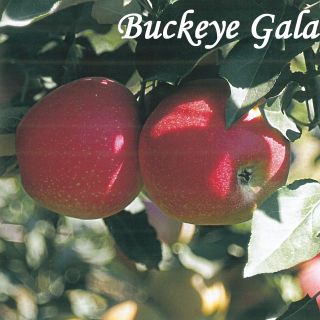 BUCKEYE GALA