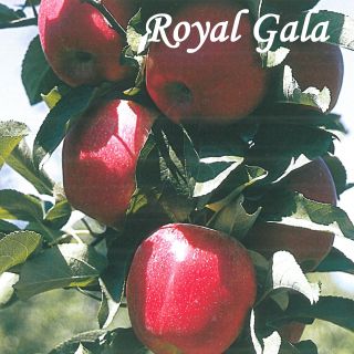 ROYAL GALA