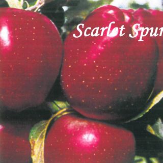 SCARLET SPUR