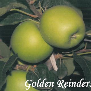 GOLDEN REINDERS