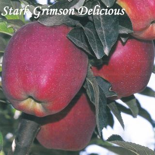 STARK GRIMSON DELICIOUS