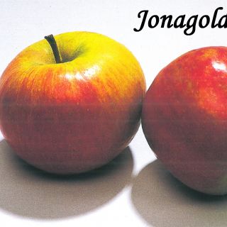 JONAGOLD