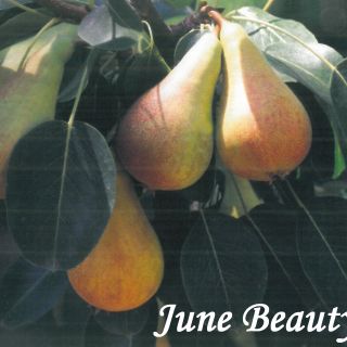 JUNE BEAUTY