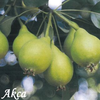 AKCA