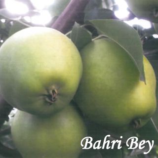 BAHRI BEY