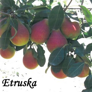 ETRUSKA