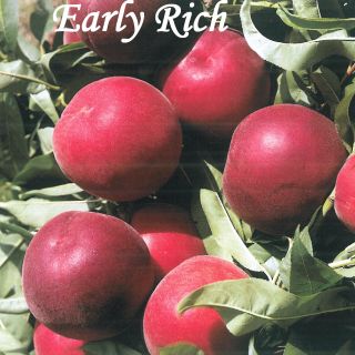 EARLY RICH