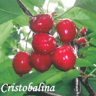 CRISTOBALINA