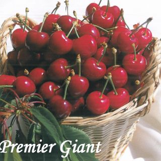 PREMIER GIANT