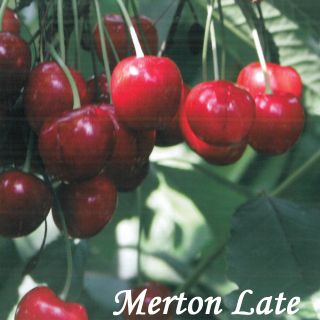 MERTON LATE