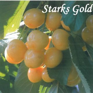 STARKS GOLD