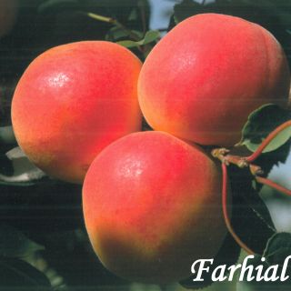 FARHIAL