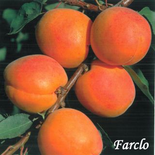 FARCLO