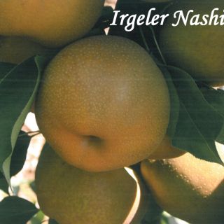 IRGELER NASHI