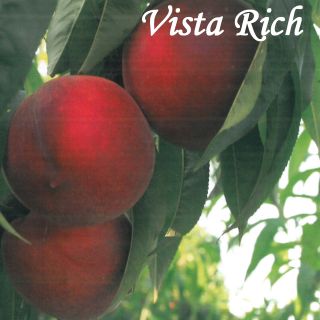 VISTA RICH