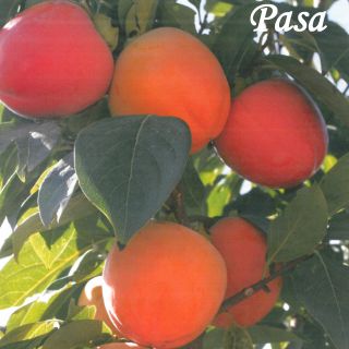 PASA