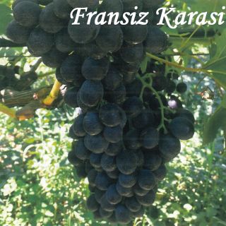 FRANSIZ KARASI