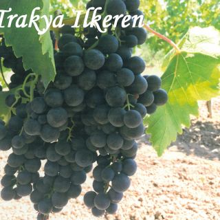 TTRAKYA ILKEREN