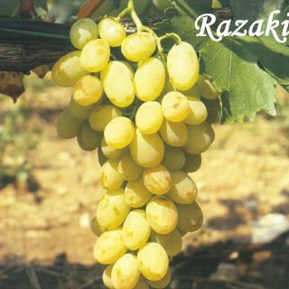 RAZAKI