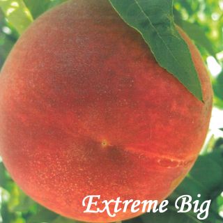 EXTREME BIG