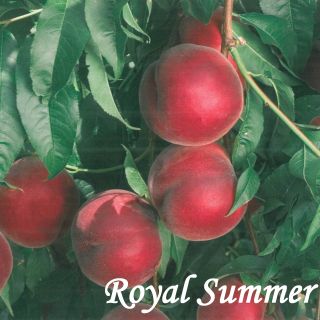 ROYAL SUMMER