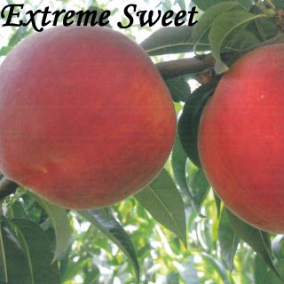 EXTREME SWEET