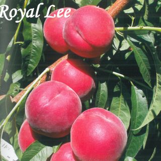 ROYAL LEE