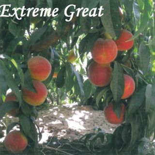 EXTREME GREAT