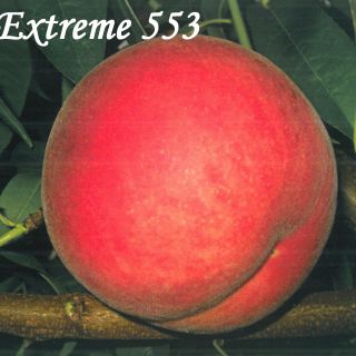 EXTREME 553
